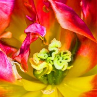 Buy canvas prints of Tulip close up by Pete Hemington