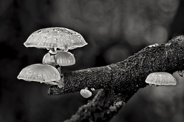 Tree fungi Picture Board by Pete Hemington