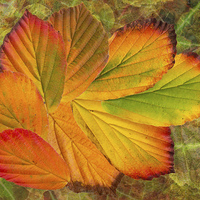 Buy canvas prints of Hamamelis Leaves by Pete Hemington