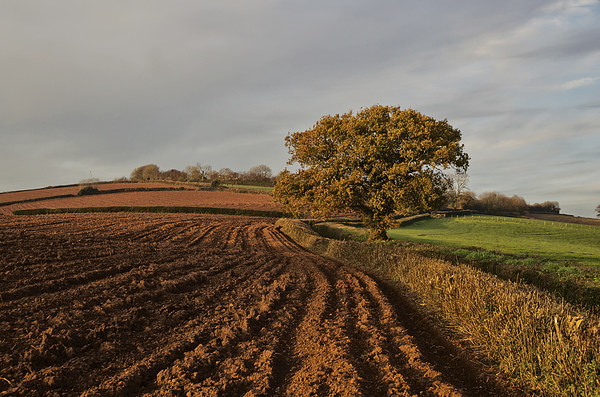 Furrows and Field Picture Board by Pete Hemington