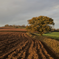 Buy canvas prints of Furrows and Field by Pete Hemington