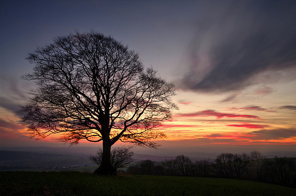 Hill Top Tree and Sunset Picture Board by Pete Hemington