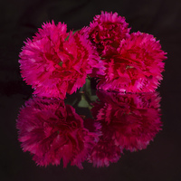 Buy canvas prints of Reflected Carnations by Pete Hemington
