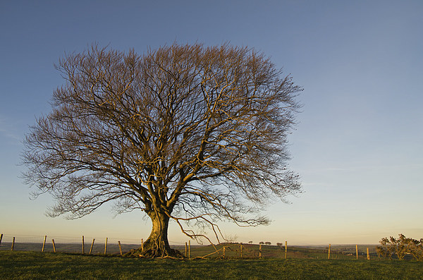Raddon Hill Top Tree Picture Board by Pete Hemington