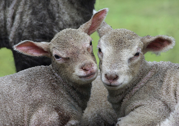 Spring lambs Picture Board by Pete Hemington