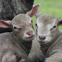 Buy canvas prints of Spring lambs by Pete Hemington