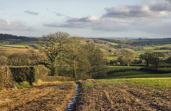Farmland in Mid Devon Picture Board by Pete Hemington