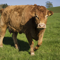 Buy canvas prints of Limousin Cow by Pete Hemington