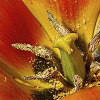 Buy canvas prints of Tulip macro with orton effect by Pete Hemington
