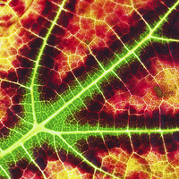 Buy canvas prints of Vine leaf close up by Pete Hemington