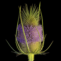 Buy canvas prints of  Flowering Teasel by Pete Hemington