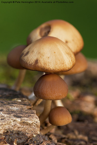  Mushrooms Picture Board by Pete Hemington