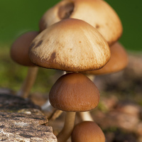 Buy canvas prints of  Mushrooms by Pete Hemington