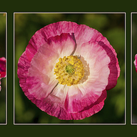 Buy canvas prints of  Poppy triptych by Pete Hemington