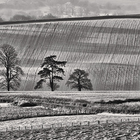 Buy canvas prints of  Fields and trees by Pete Hemington
