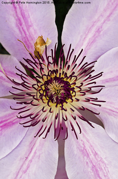  Clematis Picture Board by Pete Hemington