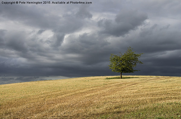  Stormy clouds and lone tree Picture Board by Pete Hemington