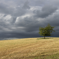 Buy canvas prints of  Stormy clouds and lone tree by Pete Hemington