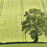 Buy canvas prints of  Lone tree by Pete Hemington