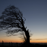 Buy canvas prints of Half a tree on Raddon Top by Pete Hemington