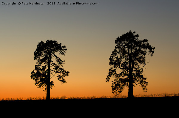 Two trees at sunset Picture Board by Pete Hemington