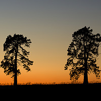 Buy canvas prints of Two trees at sunset by Pete Hemington
