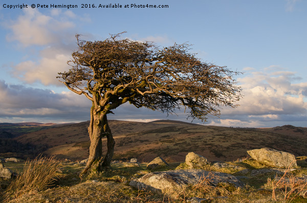 Lone tree on Dartmoor Picture Board by Pete Hemington