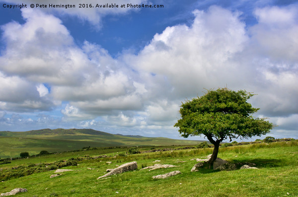 Lone tree on Bodmin Moor Picture Board by Pete Hemington