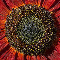 Buy canvas prints of Single Sun flower by Pete Hemington