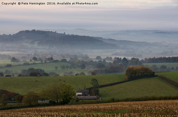 Killerton Clump from Caseberry downs Picture Board by Pete Hemington