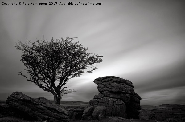 Holwell Tor and Lone tree on Dartmoor Picture Board by Pete Hemington