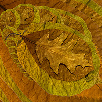 Buy canvas prints of Leaf abstract by Pete Hemington