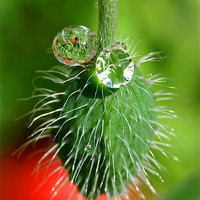 Buy canvas prints of Poppy seed and rain drops by Pete Hemington