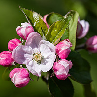 Buy canvas prints of Apple Blossom by Pete Hemington