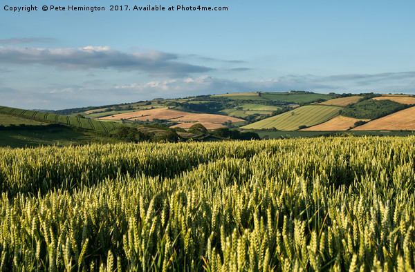 Harvest is coming Picture Board by Pete Hemington