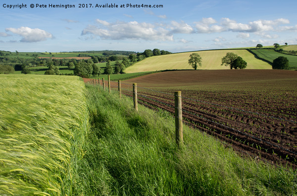Hele Payne farm near Bradninch Picture Board by Pete Hemington