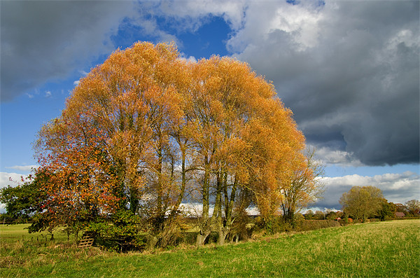 Autumn Tree Clump Picture Board by Pete Hemington