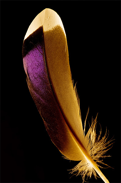 Duck feather Picture Board by Pete Hemington