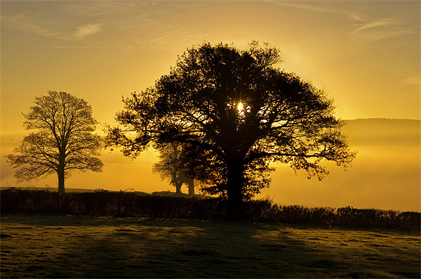 Trees at sunrise Picture Board by Pete Hemington