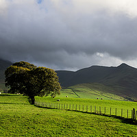 Buy canvas prints of A lone tree at the back of Skiddaw by Pete Hemington