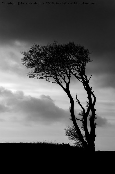 A lone tree at Horns Cross Picture Board by Pete Hemington
