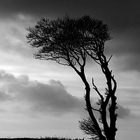 Buy canvas prints of A lone tree at Horns Cross by Pete Hemington