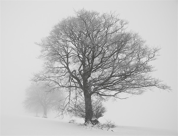 Misty trees Picture Board by Pete Hemington