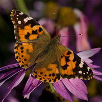 Buy canvas prints of Painted Lady by Pete Hemington