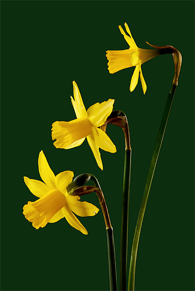 Daffodil arrangment Picture Board by Pete Hemington