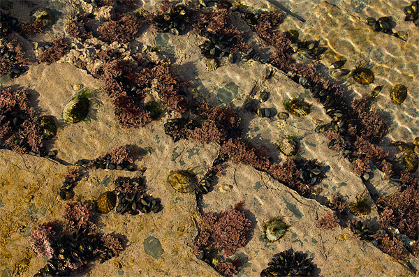Cornish coral(?) - at Constantine Bay Picture Board by Pete Hemington