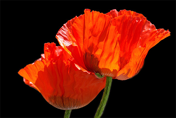 Poppies Picture Board by Pete Hemington