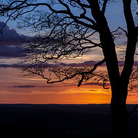 Buy canvas prints of Tree Silhouette by Pete Hemington