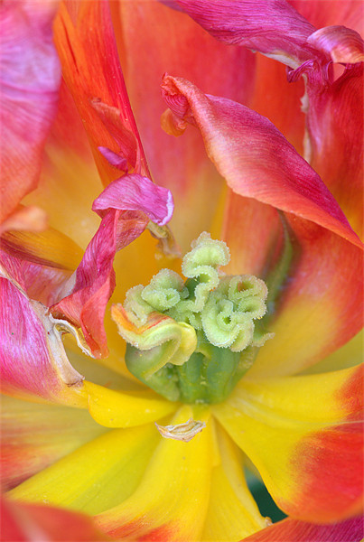 Tulip macro Picture Board by Pete Hemington