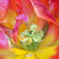 Buy canvas prints of Tulip macro by Pete Hemington